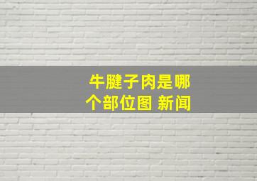 牛腱子肉是哪个部位图 新闻